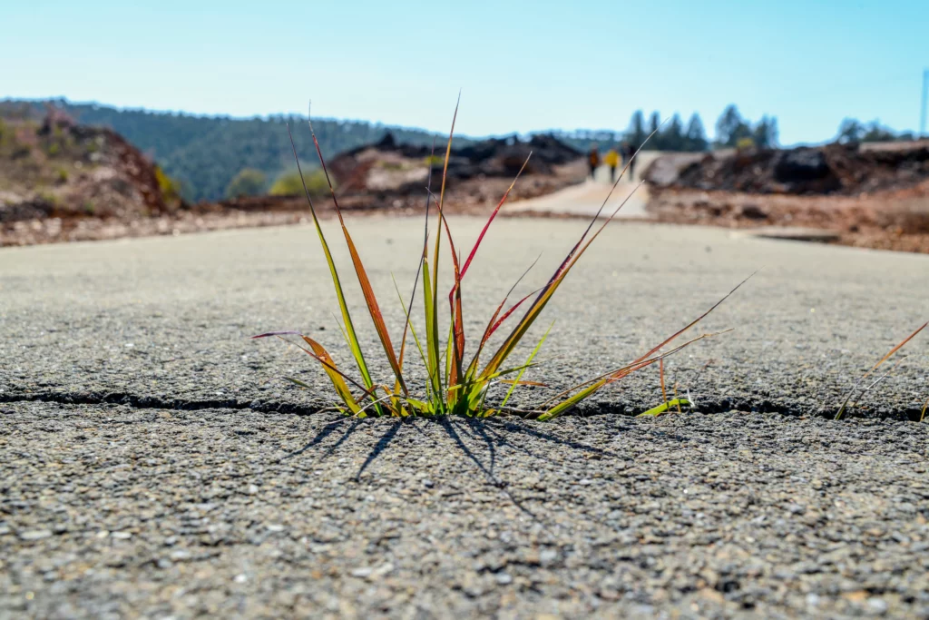 Grass growing through a crack in a paved road
